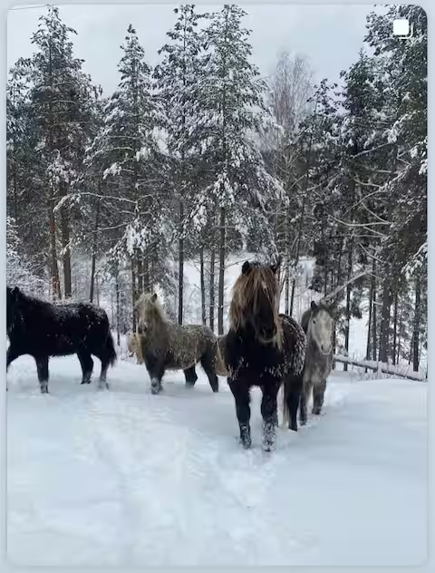 Gårdshytta