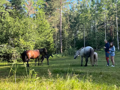 Hester på beite